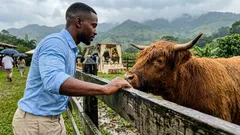 La foto perfecta en la finca: lo que una vaca Highland puede cambiar en un segundo