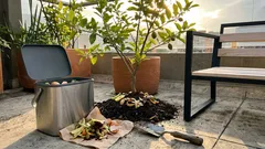 Un “tesoro” de la cocina para tu limonero: cómo usar cáscaras de papa sin atraer plagas