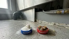 Truco de azúcar y bicarbonato para cucarachas: dónde ponerlo y qué hacer para que funcione mejor